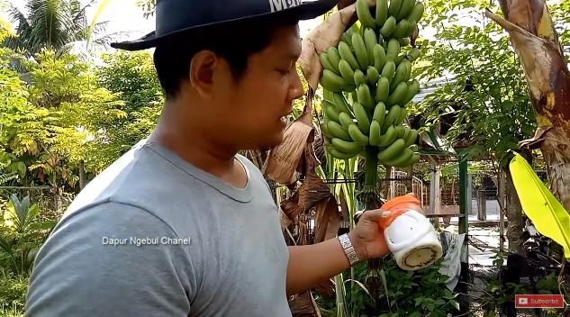Tak banyak yang tahu, ini cara agar pisang lebih manis dan besar dari biasanya