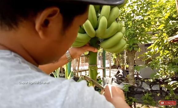 Tak banyak yang tahu, ini cara agar pisang lebih manis dan besar dari biasanya
