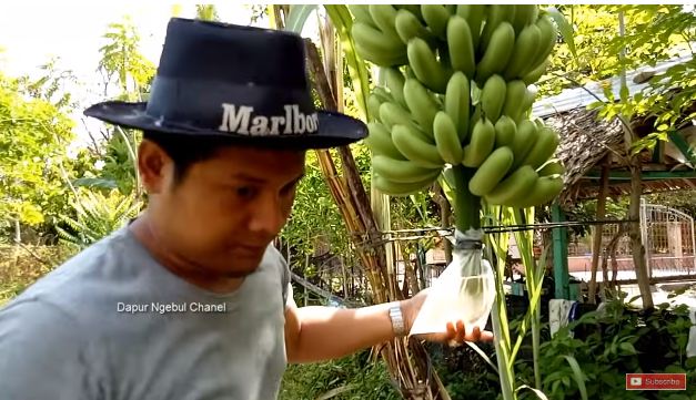 Tak banyak yang tahu, ini cara agar pisang lebih manis dan besar dari biasanya