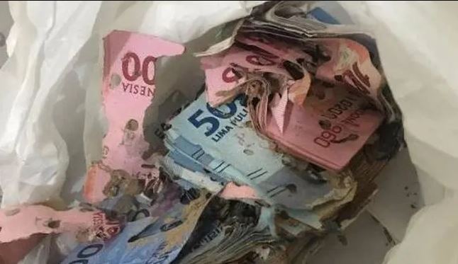 momen apes uang rusak karena rayap dan terbakar Berbagai sumber