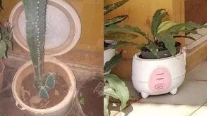 penampakan rice cooker beralih fungsi © 2022 Instagram 