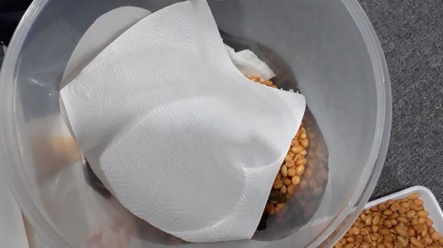 Pakai satu alat, begini cara meniriskan minyak goreng pada kacang bawang