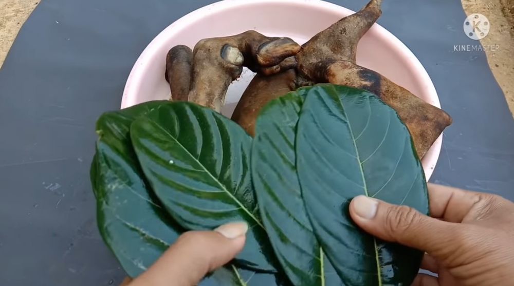 Tanpa presto, ini trik merebus kikil sapi agar cepat empuk dan hemat gas