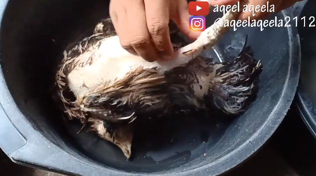Tanpa alat khusus, ini cara cepat mencabuti bulu ayam kampung