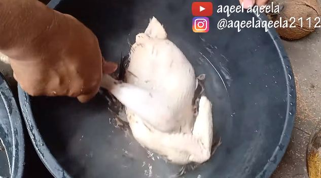 Tanpa alat khusus, ini cara cepat mencabuti bulu ayam kampung