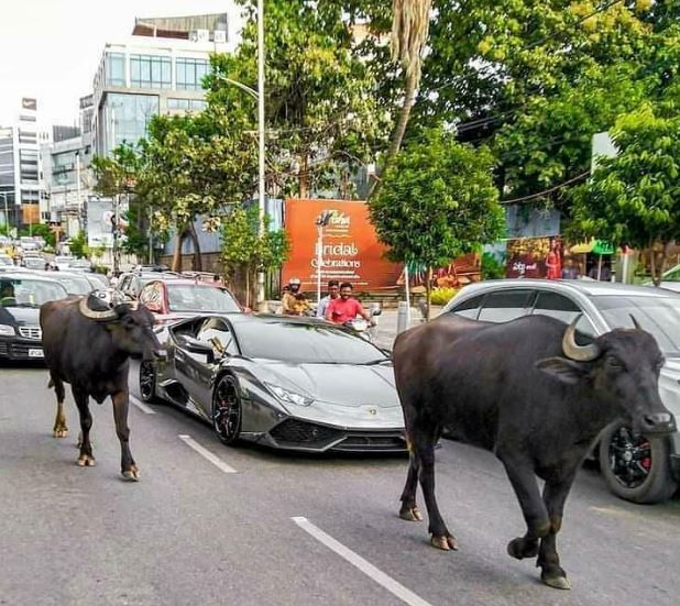 Potret absurd hewan di tempat umum ini bikin pengen ketawa Berbagai sumber