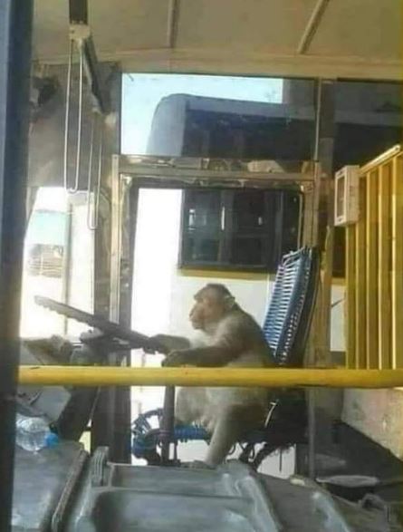 Potret absurd hewan di tempat umum ini bikin pengen ketawa Berbagai sumber