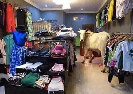 Potret absurd hewan di tempat umum ini bikin pengen ketawa Berbagai sumber