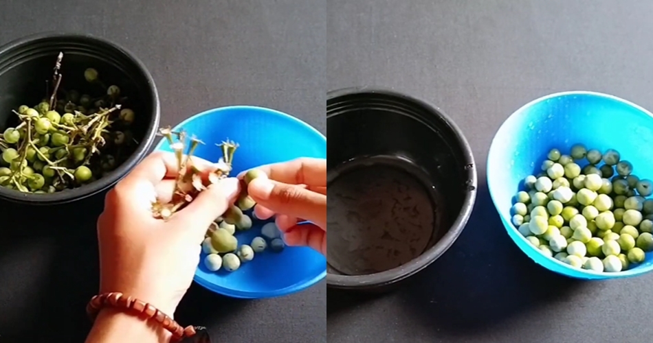 Pakai 1 bumbu dapur, ini trik ampuh mengurangi rasa pahit terong pipit