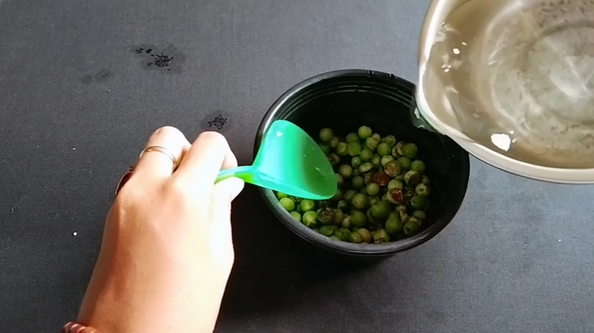 Pakai 1 bumbu dapur, ini trik ampuh mengurangi rasa pahit terong pipit