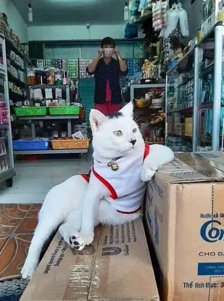 Potret absurd hewan di tempat umum ini bikin pengen ketawa Berbagai sumber