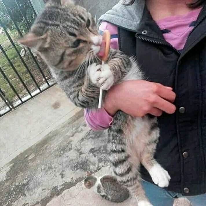 orang bucin ke kucing © Berbagai sumber orang bucin ke kucing © Berbagai sumber