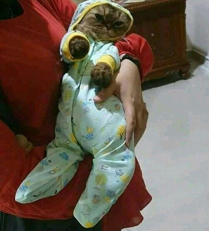 orang bucin ke kucing © Berbagai sumber orang bucin ke kucing © Berbagai sumber