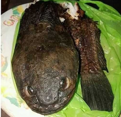 makan ikan Ini Bikin tepuk Jidat  © 2023 brilio.net