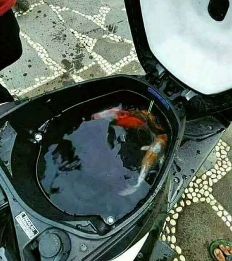 potret benda alih fungsi jadi akuarium © berbagai sumber potret benda alih fungsi jadi akuarium © berbagai sumber