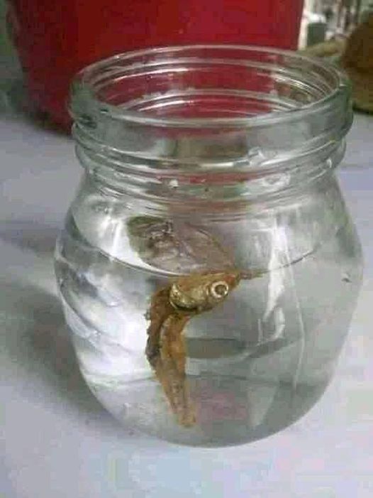 aksi nyeleneh orang pelihara ikan © Berbagai sumber