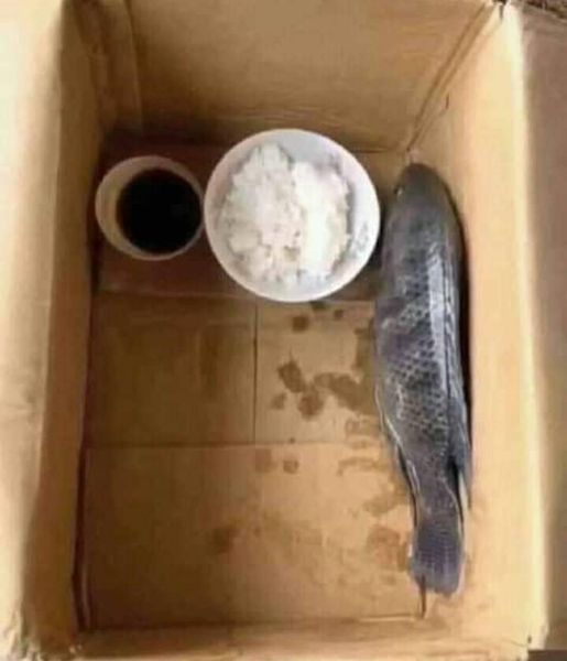 aksi nyeleneh orang pelihara ikan © Berbagai sumber