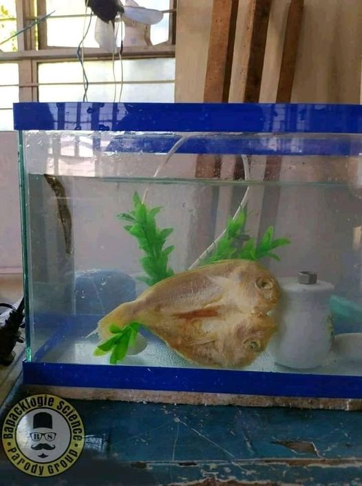 aksi nyeleneh orang pelihara ikan © Berbagai sumber