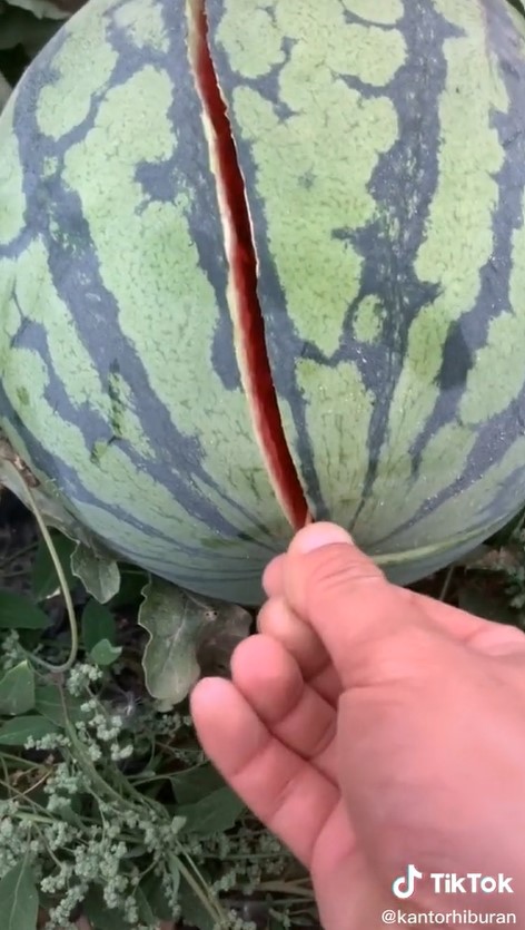 Trik membelah semangka tanpa pisau ini antimainstream, tak perlu tenaga ekstra