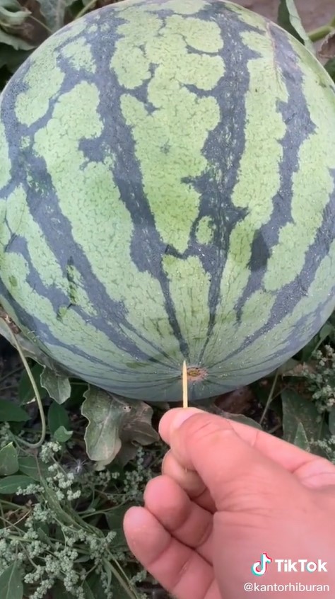 Trik membelah semangka tanpa pisau ini antimainstream, tak perlu tenaga ekstra