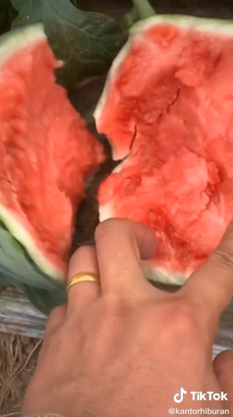 Trik membelah semangka tanpa pisau ini antimainstream, tak perlu tenaga ekstra