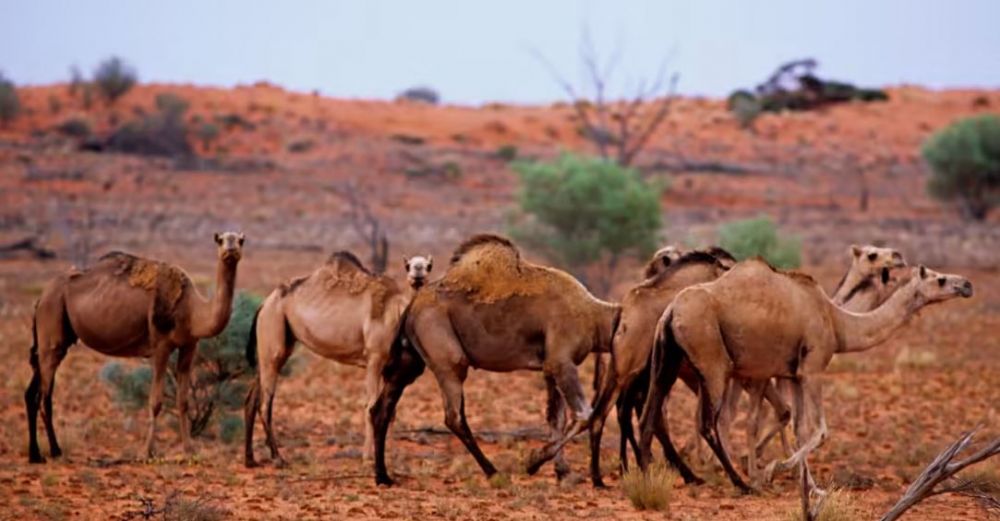 populasi unta terbanyak dunia Berbagai sumber