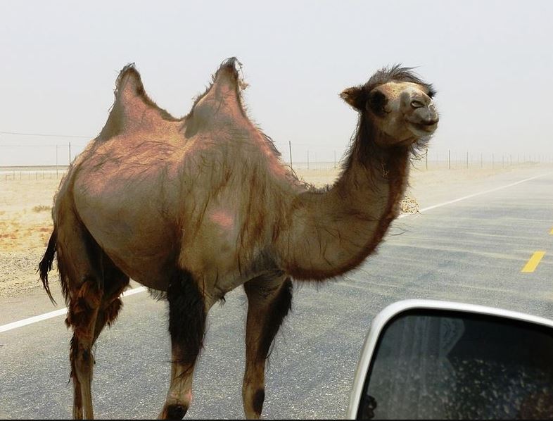 populasi unta terbanyak dunia Berbagai sumber