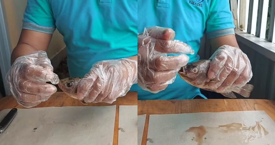 8 Cara mudah membedakan ikan segar dan busuk, jangan terkecoh saat beli