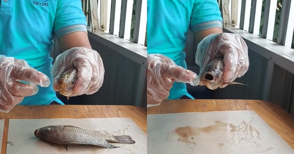 8 Cara mudah membedakan ikan segar dan busuk, jangan terkecoh saat beli