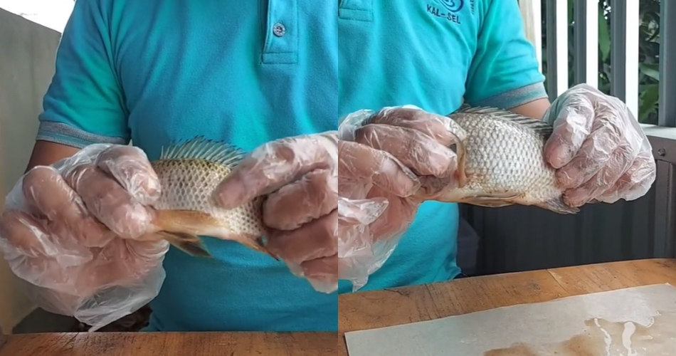 8 Cara mudah membedakan ikan segar dan busuk, jangan terkecoh saat beli