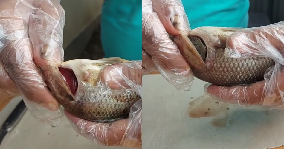 8 Cara mudah membedakan ikan segar dan busuk, jangan terkecoh saat beli