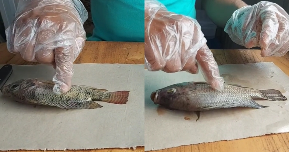 8 Cara mudah membedakan ikan segar dan busuk, jangan terkecoh saat beli