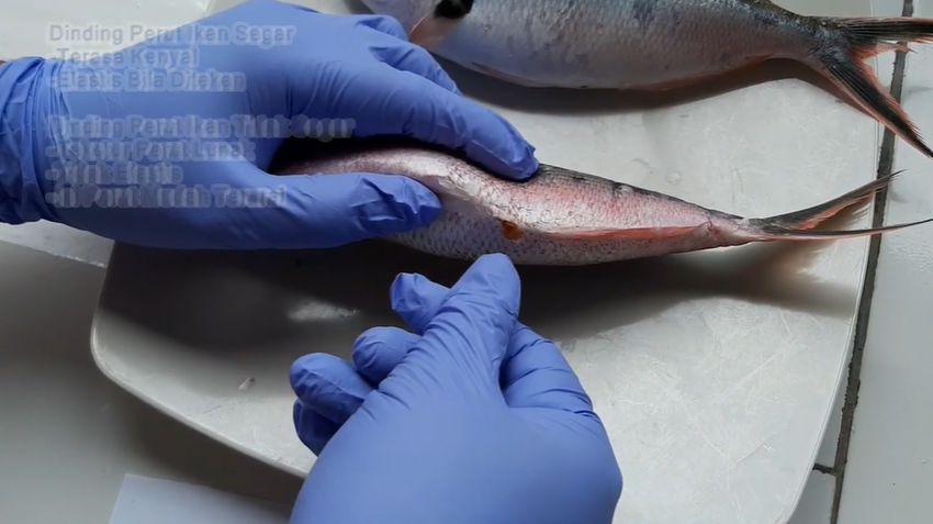 8 Cara mudah membedakan ikan segar dan busuk, jangan terkecoh saat beli