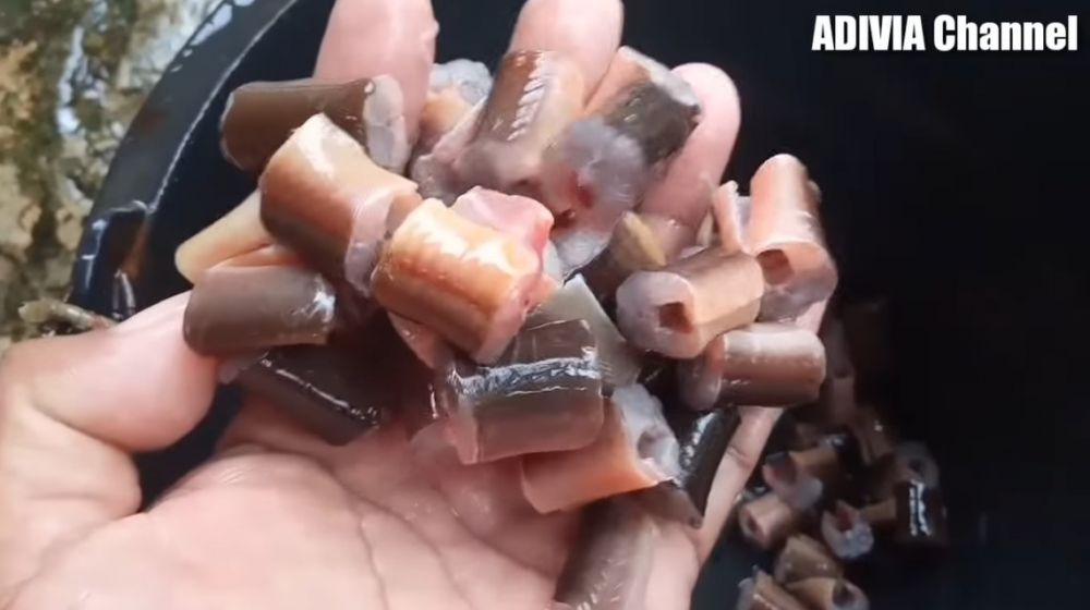Trik menghilangkan bau amis dan lendir pada belut, cuma pakai satu bahan