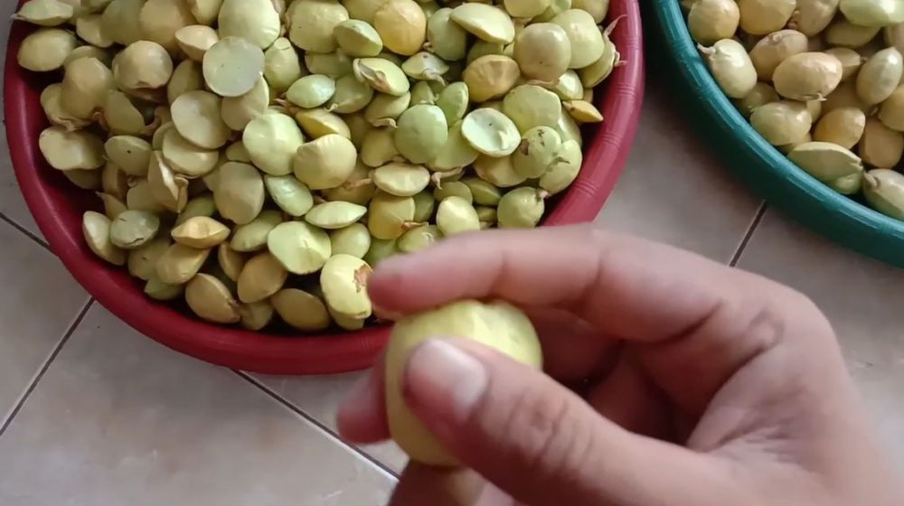 Cara mudah membedakan jengkol tua dan muda, perhatikan bentuknya