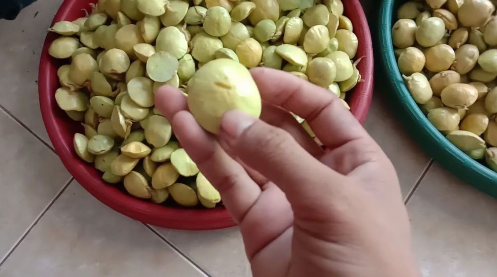 Cara mudah membedakan jengkol tua dan muda, perhatikan bentuknya
