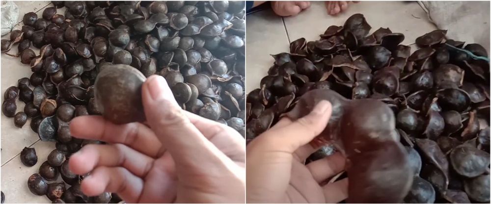 Cara mudah membedakan jengkol tua dan muda, perhatikan bentuknya