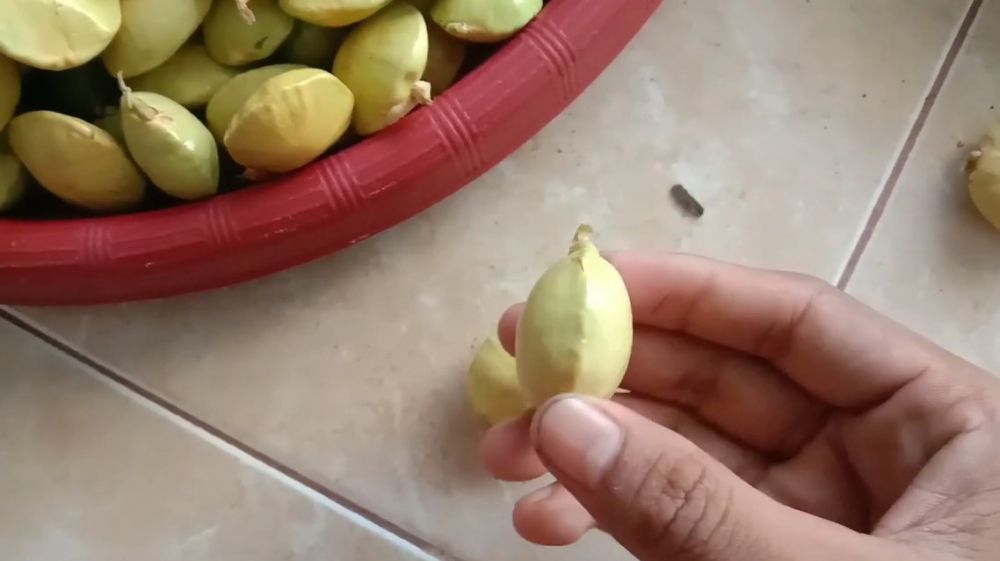 Cara mudah membedakan jengkol tua dan muda, perhatikan bentuknya