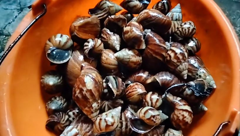 Tanpa menambahkan air, ini trik mengolah bekicot agar lendirnya hilang