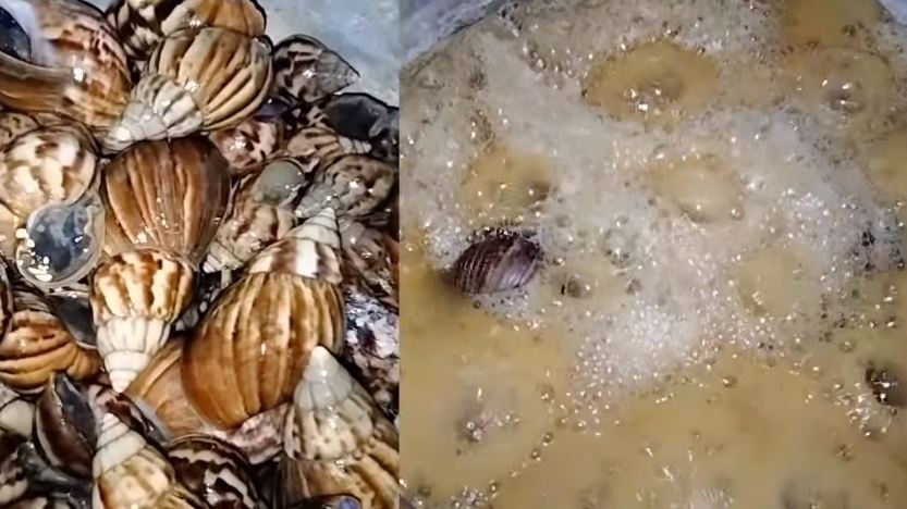 Tanpa menambahkan air, ini trik mengolah bekicot agar lendirnya hilang