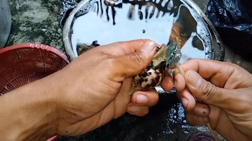Tanpa menambahkan air, ini trik mengolah bekicot agar lendirnya hilang
