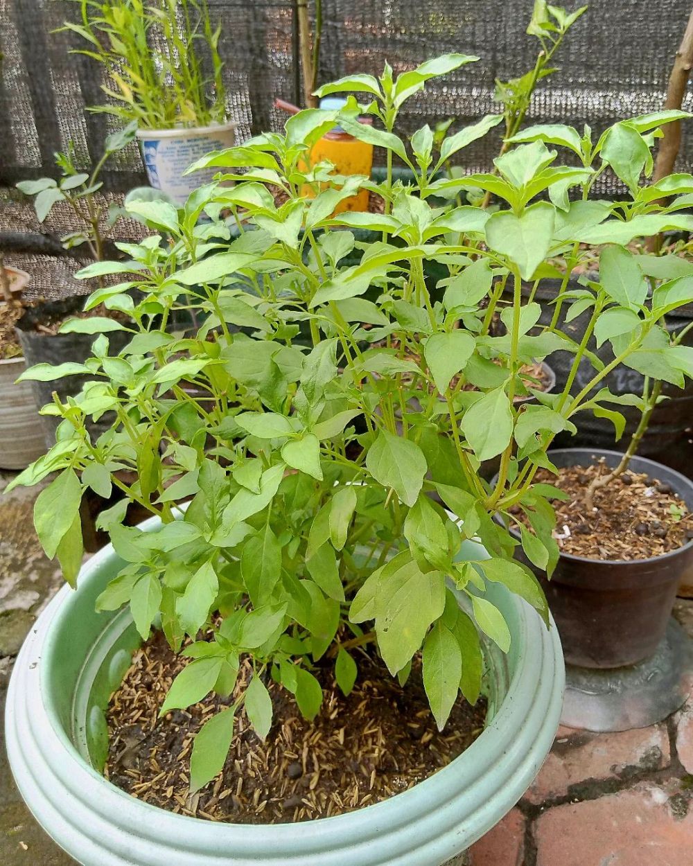 11 Bahan alami ampuh mengusir lalat, cepat dan praktis ditiru