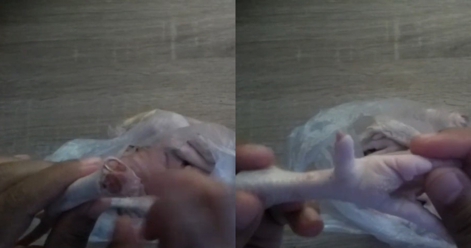 Cara menyimpan ceker ayam agar awet dan bebas bakteri hingga berbulan-bulan