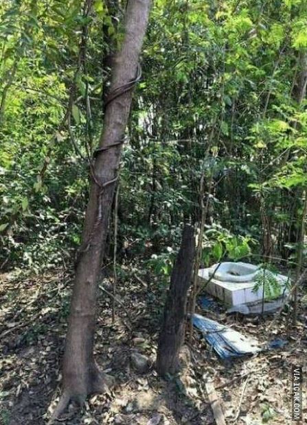 bangunan kelihatan menyatu sama alam sekitar © berbagai sumber