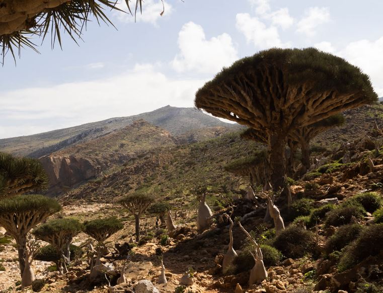 Pulau Socotra dikenal sebagai tempat persembunyian dajal, kenapa ya?