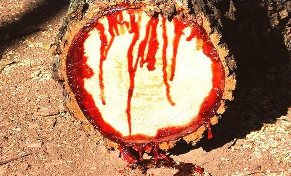 Pulau Socotra dikenal tempat persembunyian Dajjal Berbagai sumber Pulau Socotra dikenal tempat persembunyian Dajjal Berbagai sumber