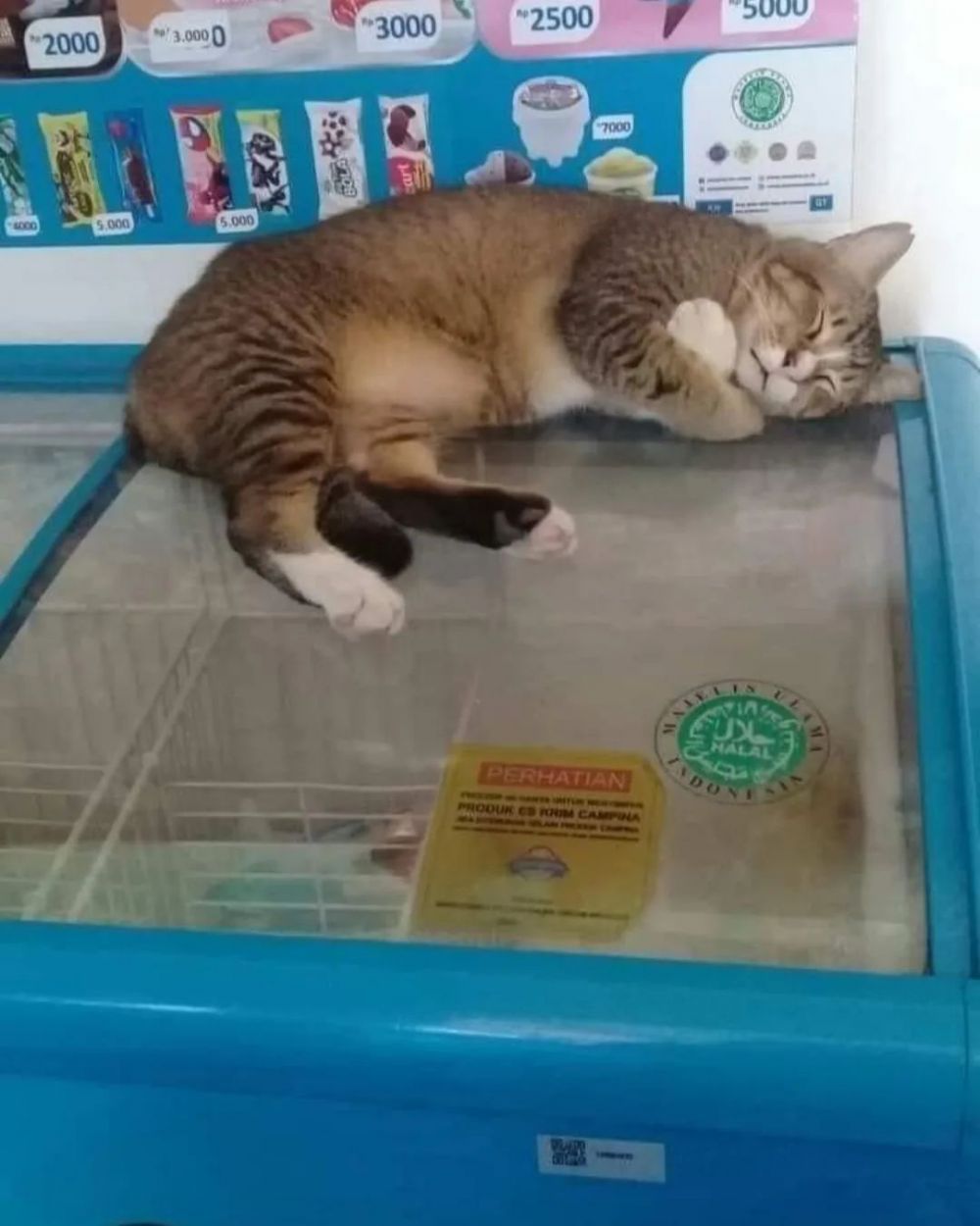 kucing tingkahnya bikin gemes tidur di etalase © berbagai sumber kucing tingkahnya bikin gemes tidur di etalase © berbagai sumber
