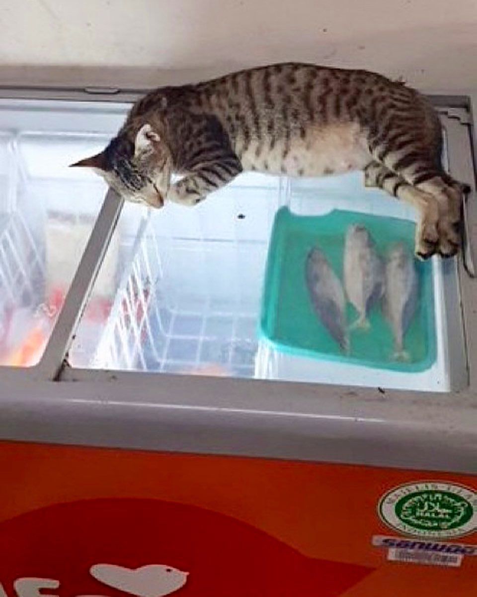 kucing tingkahnya bikin gemes tidur di etalase © berbagai sumber kucing tingkahnya bikin gemes tidur di etalase © berbagai sumber