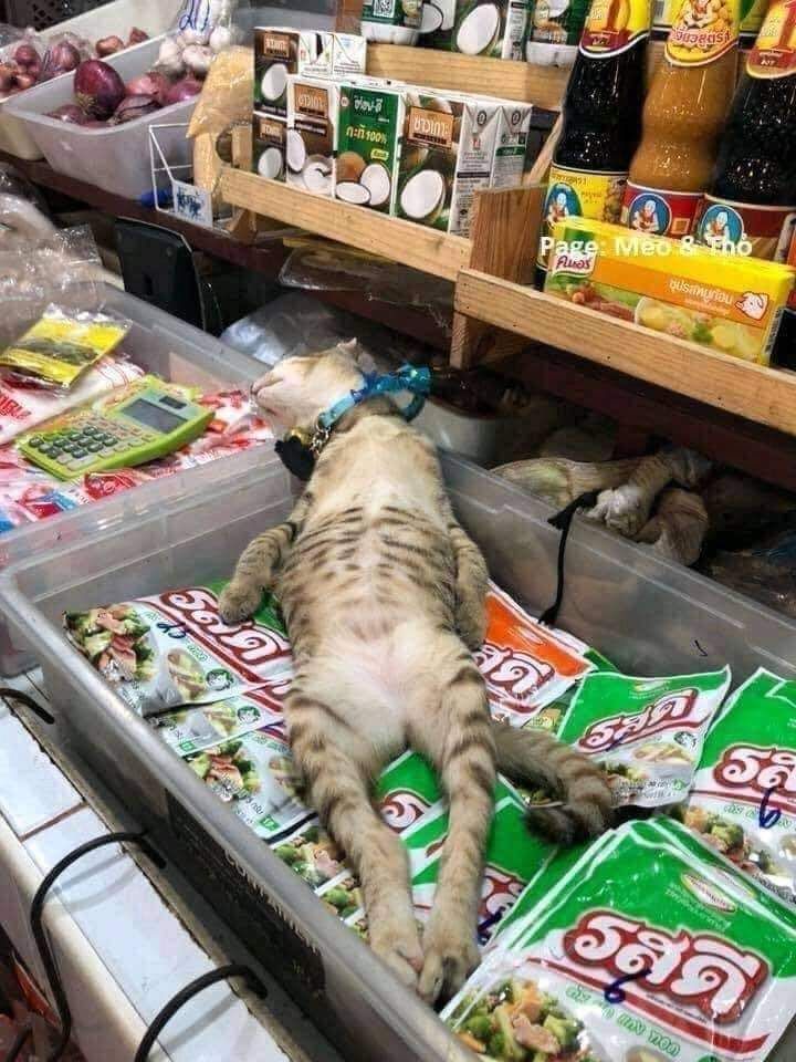 kucing tingkahnya bikin gemes tidur di etalase © berbagai sumber