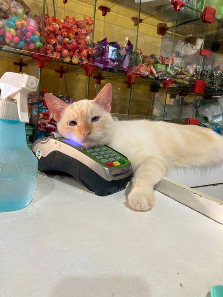 kucing tingkahnya bikin gemes tidur di etalase © berbagai sumber